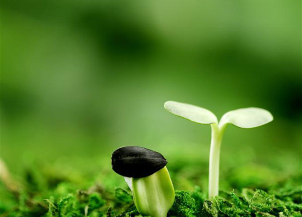 豬糞發酵有機肥的過程與方法