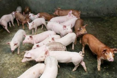 豬場糞肥利用的方式都有哪些？