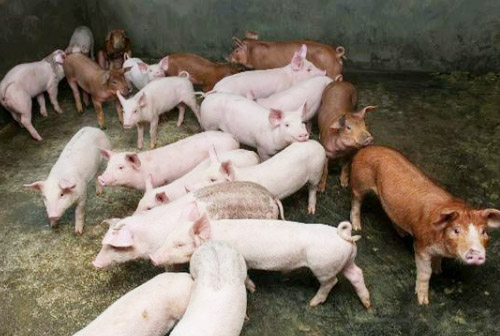 豬場糞肥利用的方式都有哪些？