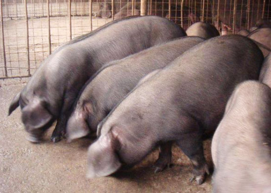 發酵豬糞制作有機肥工藝流程