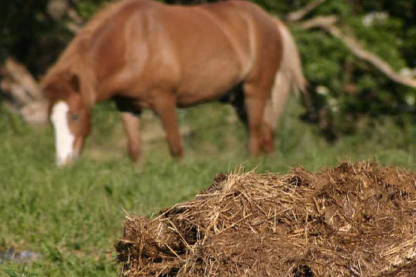 馬糞發(fā)酵制作有機(jī)肥的方法
