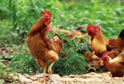 雞糞發(fā)酵制作有機(jī)肥的方法