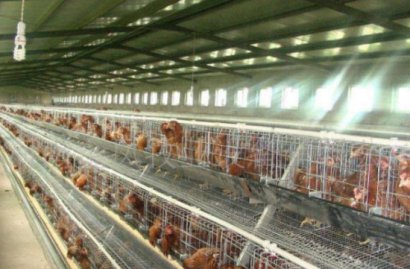 雞糞為什么要發(fā)酵，發(fā)酵過程是什么？