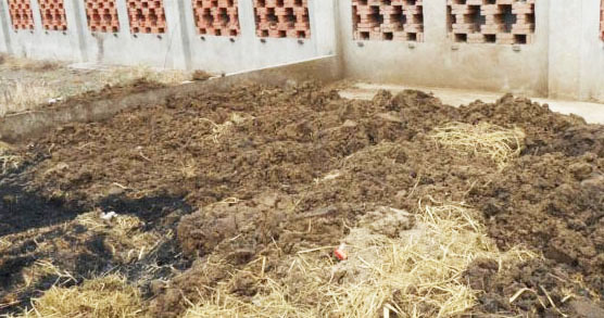 豬糞怎么發酵制作成有機肥
