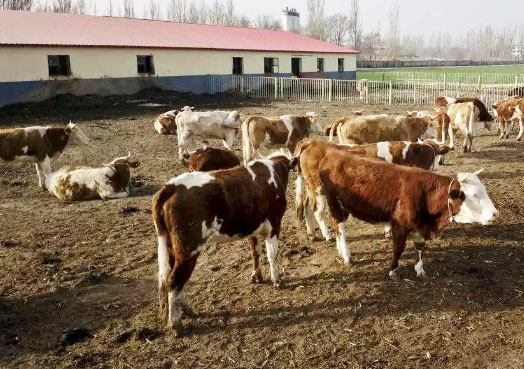 牛糞發酵制作有機肥料的方法