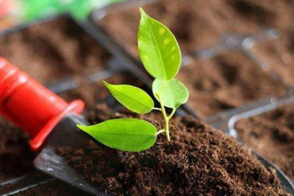 發(fā)酵雞糞制作有機肥時需要注意哪些？