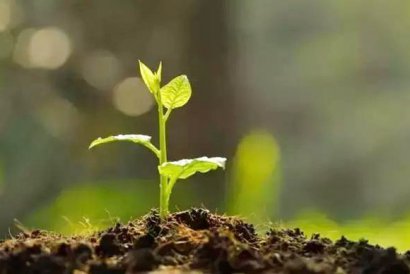 使用幾噸牛糞可以生產一噸牛糞有機肥？