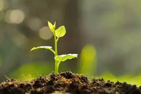 使用幾噸牛糞可以生產一噸牛糞有機肥？