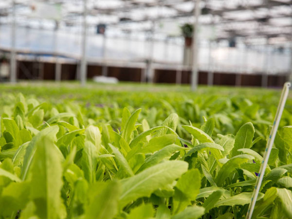 使用幾噸雞糞可以生產(chǎn)一噸雞糞有機肥？