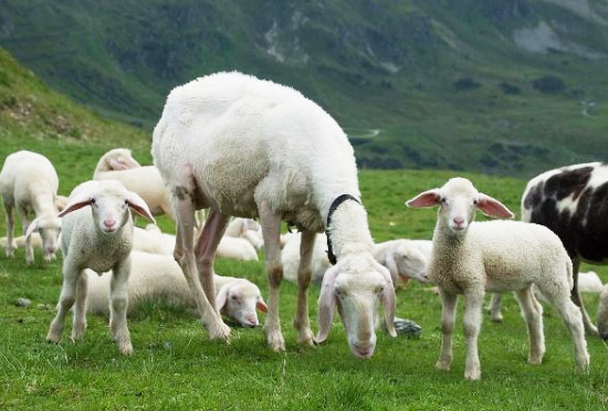 羊糞堆肥發酵制作有機肥的方法？