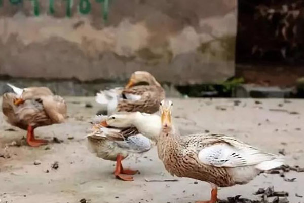 養(yǎng)鴨場的鴨糞處理方法：好氧型堆肥發(fā)酵處理