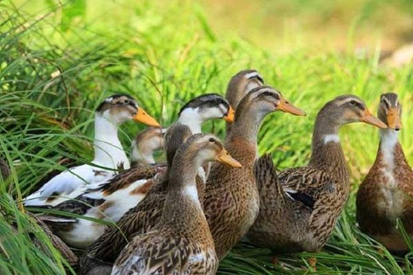 養(yǎng)鴨場(chǎng)的鴨糞處理方法：厭氧型堆肥發(fā)酵處理