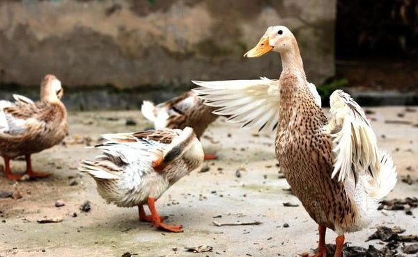 養(yǎng)鴨場(chǎng)的鴨糞處理方法：厭氧型堆肥發(fā)酵處理