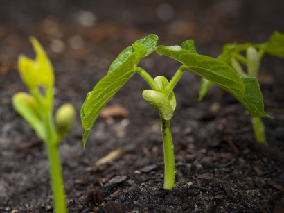 雞糞不經(jīng)過發(fā)酵處理可以用做有機(jī)肥料嗎？